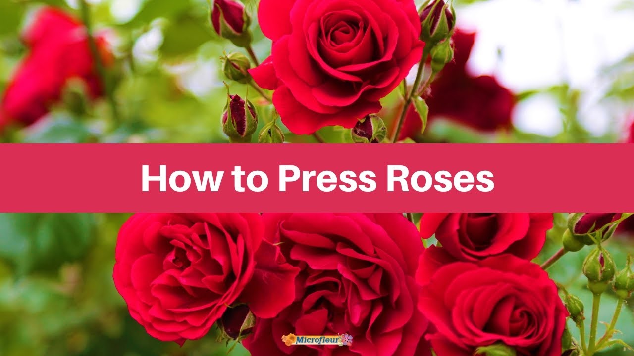 Pressing Roses