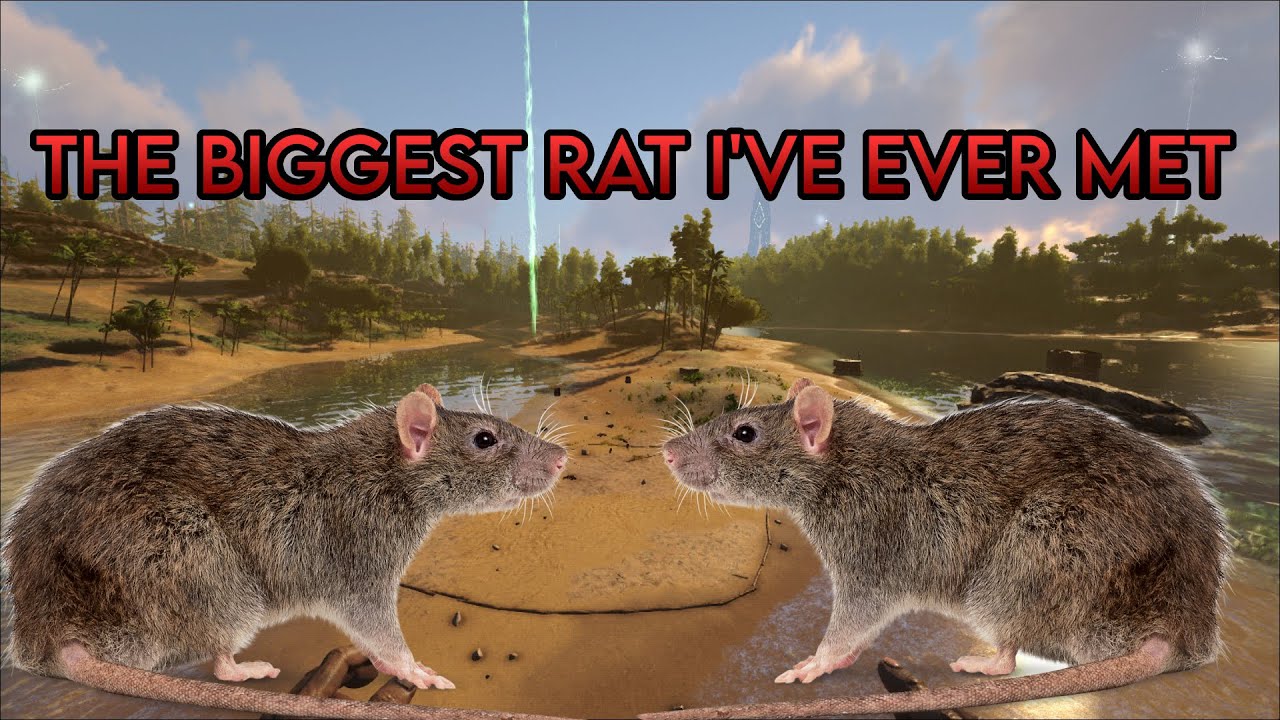 Coming Across a BIG FAT RAT In Ark Survival Evolved