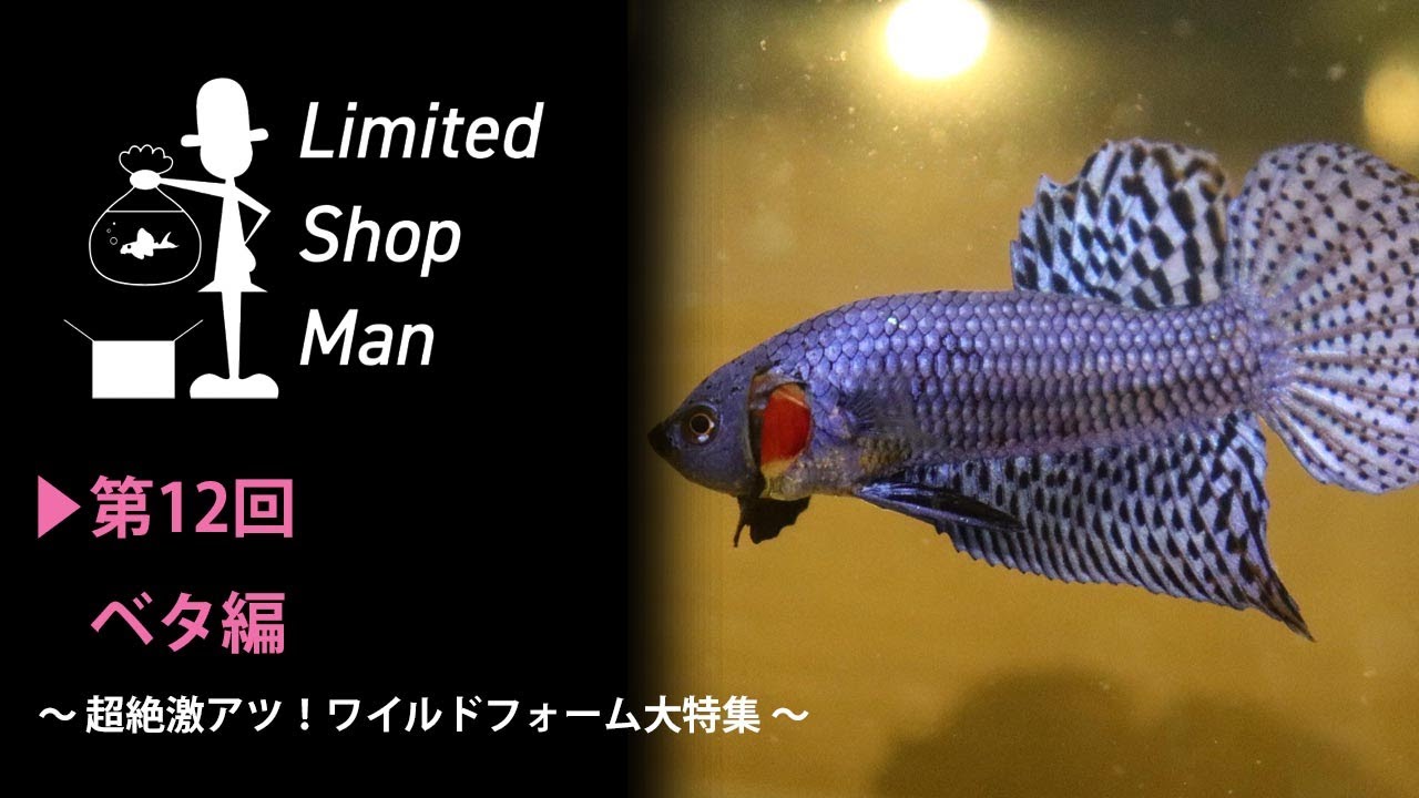 リミテッドショップマン“ベタ編”超絶激アツ！ワイルドフォーム大特集