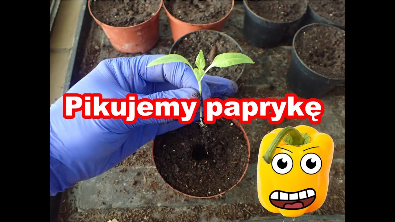 Kiedy i jak pikować paprykę w domu? - tworzymy własną rozsadę