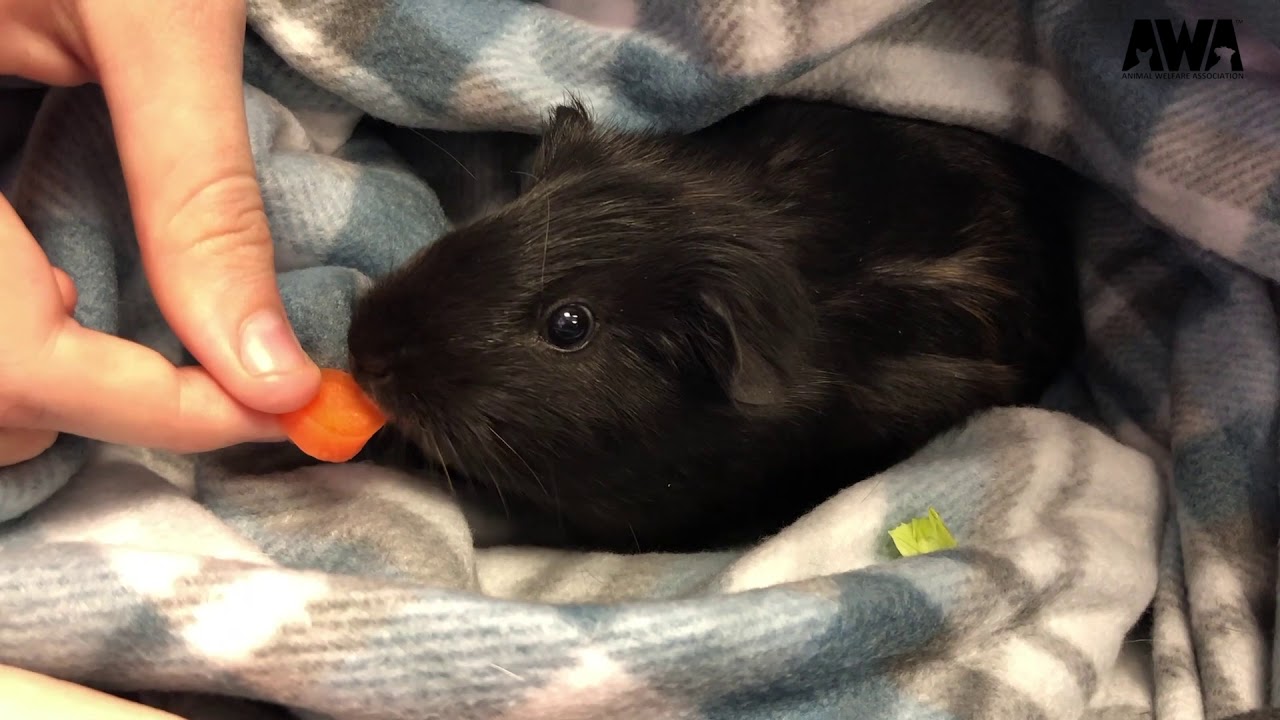 Cornucopia & Cooper | Guinea Pigs for Adoption | Animal Welfare Association New Jersey Shelter