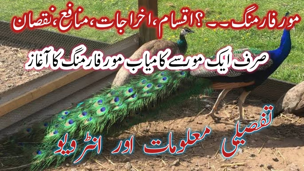 Peacock farming | Moor Farming | Bird Business in Pakistan | | Livestock farming | Business ideas