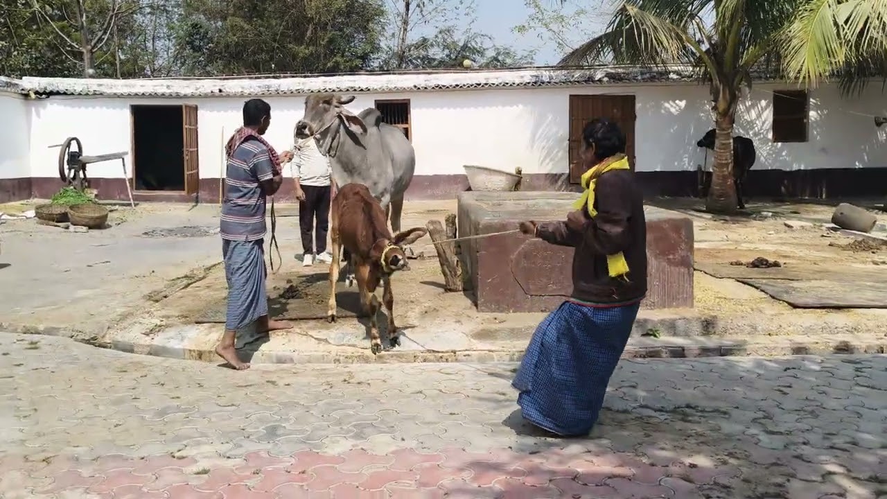 Cow 🐄 for sell in chausa pasu mandi buxar Bihar se viral videos S pandey 9155472296