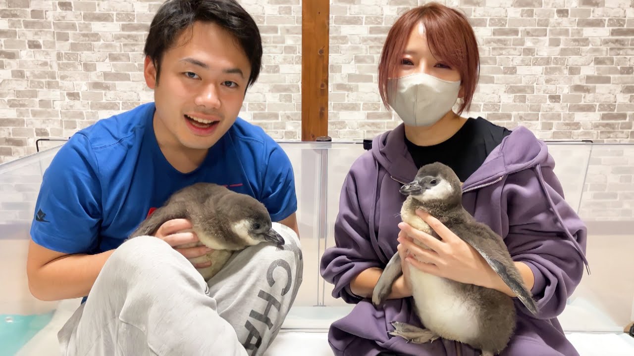 ペンギンが大好きなシルクさんが遊びに来てくれました！