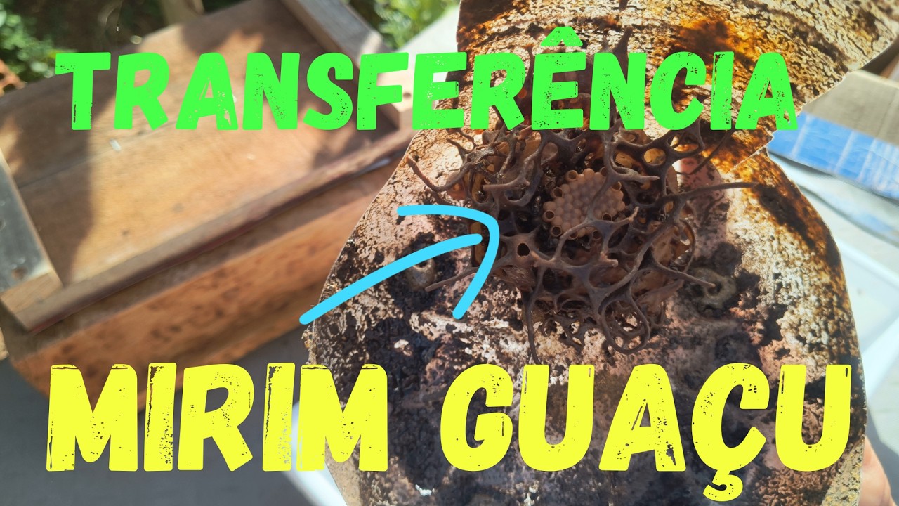 TRANSFERÊNCIA DE MIRIM GUAÇU#transferência#mirim#guaçu