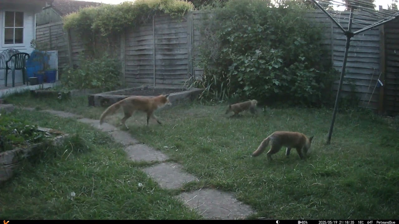 Fox Shed Watch Daytime highlights 18th-21st May 2025