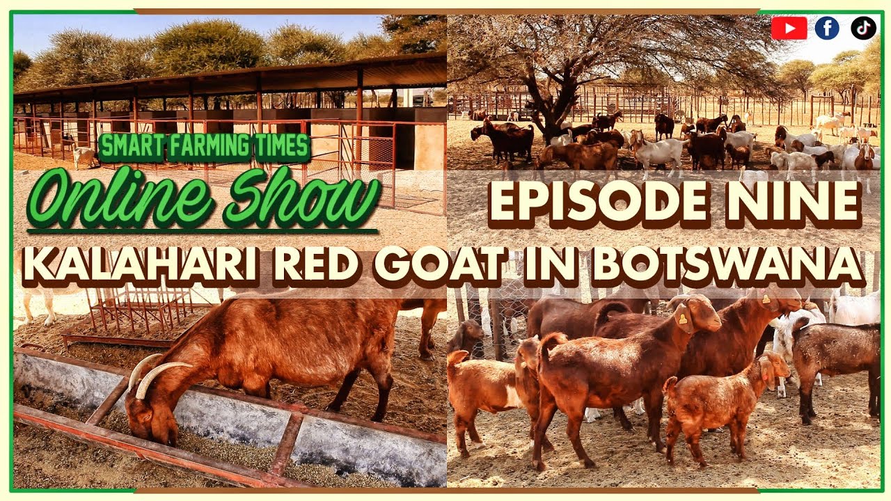 Smart Farming Times Online Show Episode 9: Kalahari Red Goat In Botswana