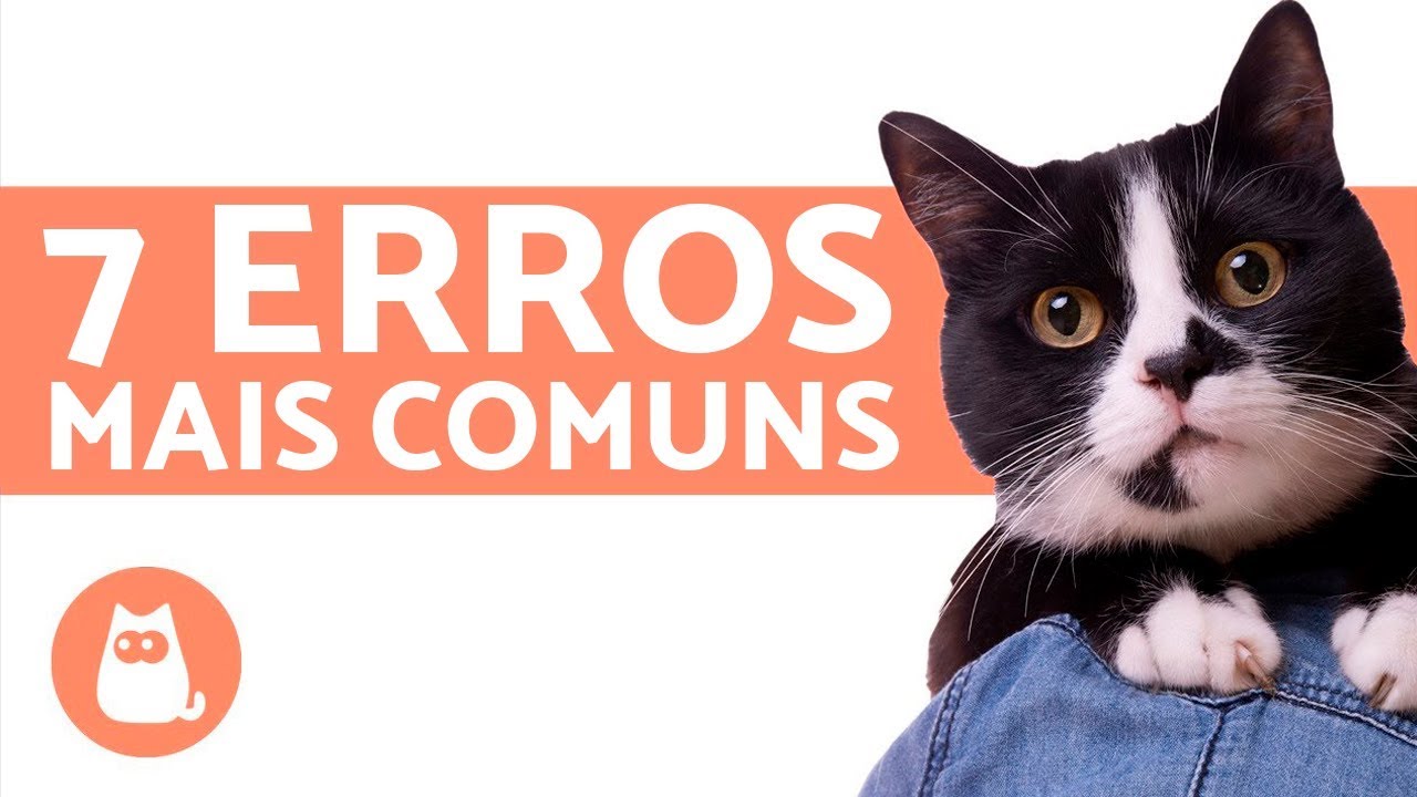 Cuidar de gatos - 7 coisas que as pessoas fazem errado