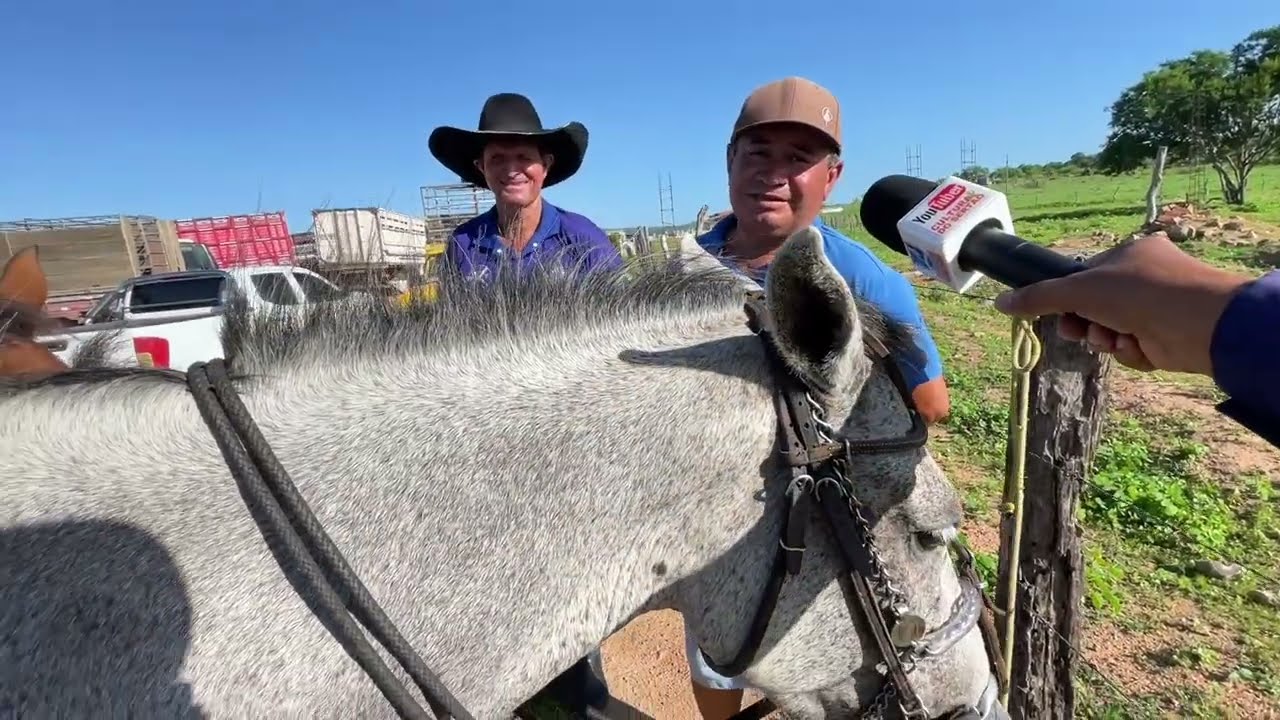 Feira de Cavalos em Senador Rui palmeira - AL 10 - 03 - 2026 #nordeste