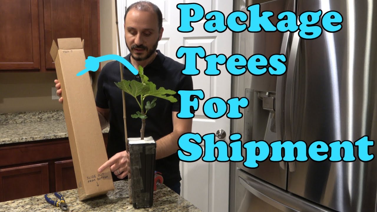 How to Package Fig Trees for Shipment