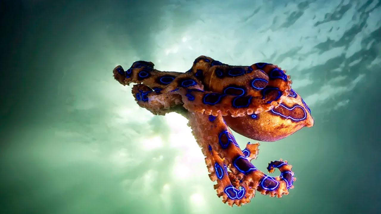 5 OF THE MOST DANGEROUS SEA CREATURES