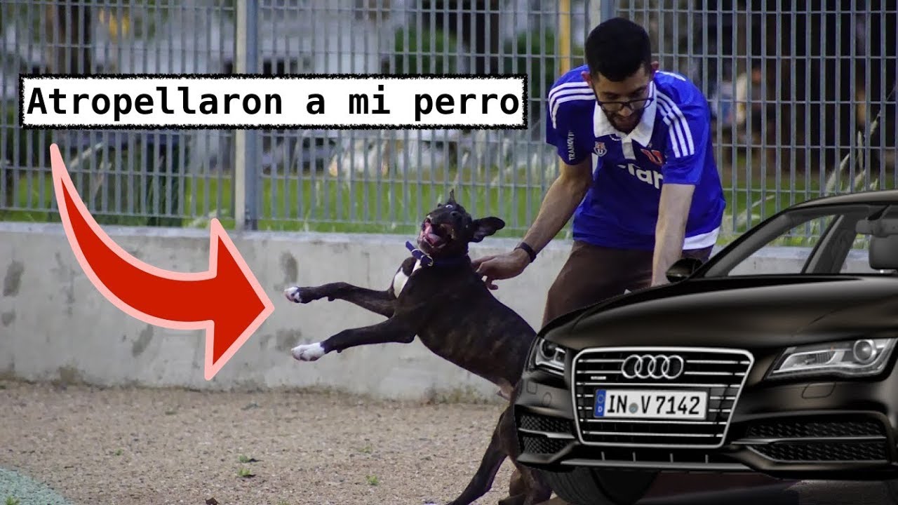 Atropellaron a mi perro Yiyo | #StoryTime