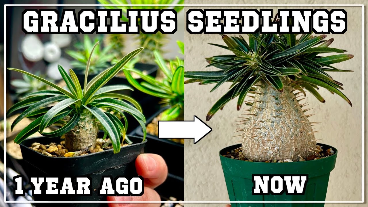 実生グラキリスの成長ブーストが楽しすぎる２｜pachypodium｜gracilius