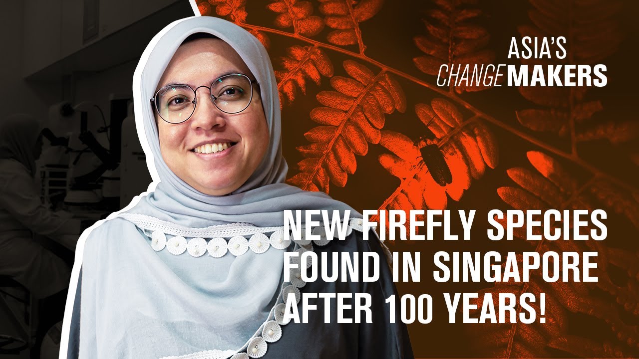 New firefly species found in Singapore after 100 years! | Asia's Changemakers