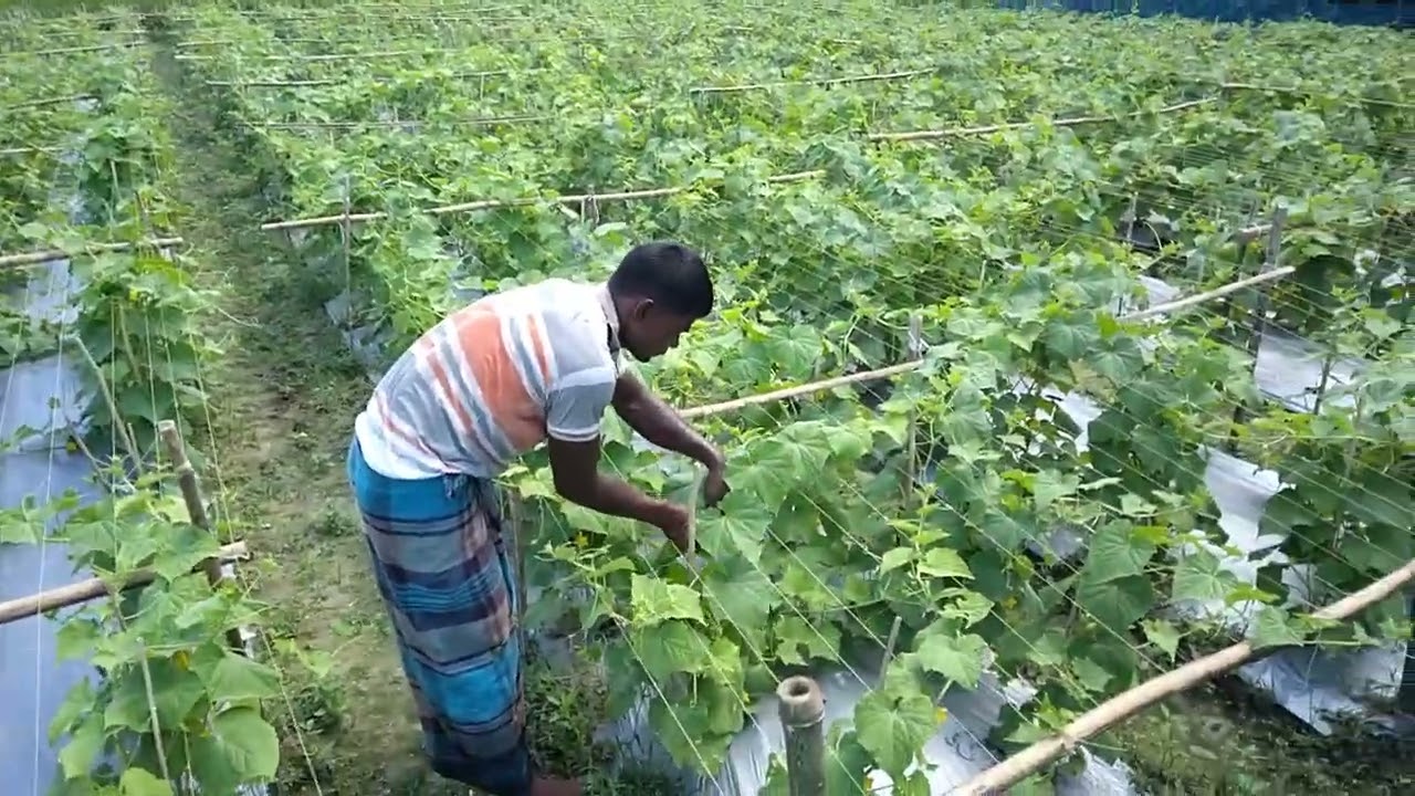 ক্ষীরা চাষ পদ্ধতি||Cucumber 