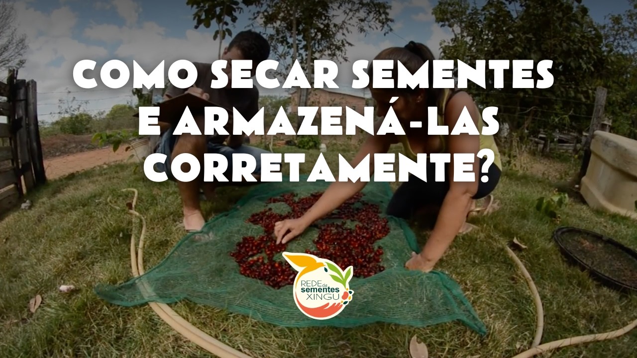 Como secar e armazenar sementes florestais?