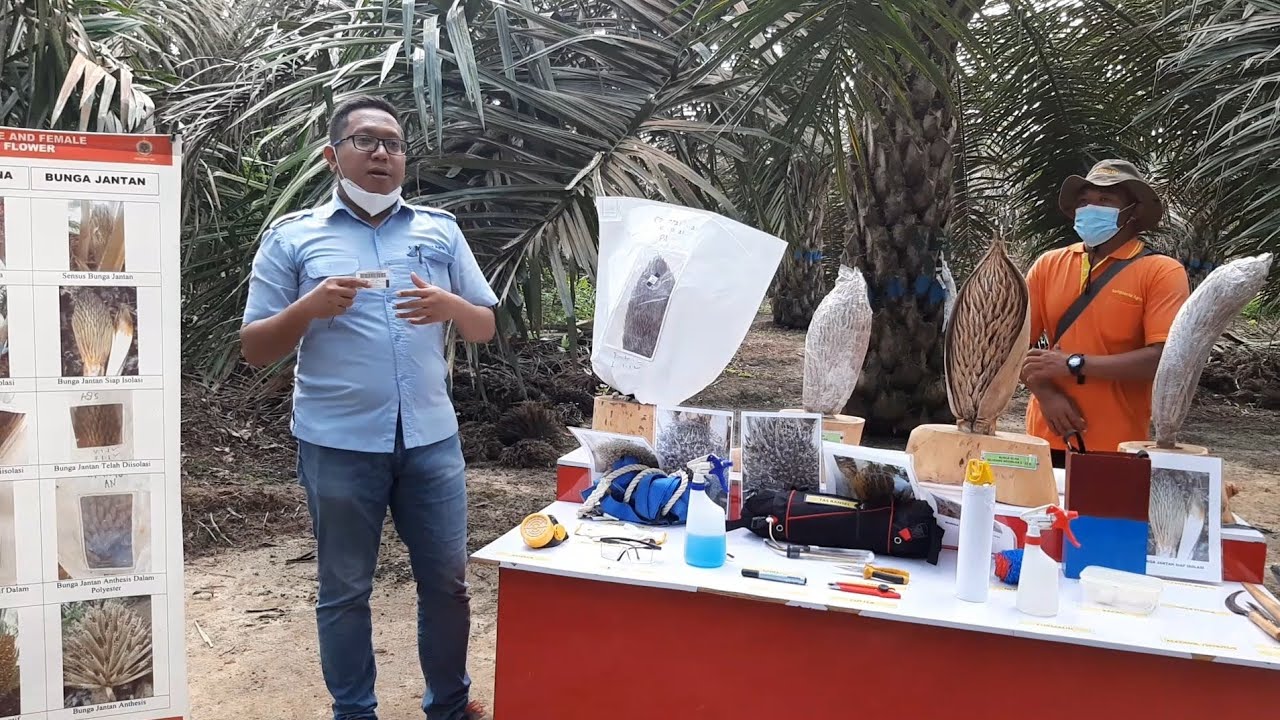 Proses Menghasilkan Kecambah Kelapa Sawit Unggul | Proses Isolasi dan Polinasi Kelapa Sawit Unggul