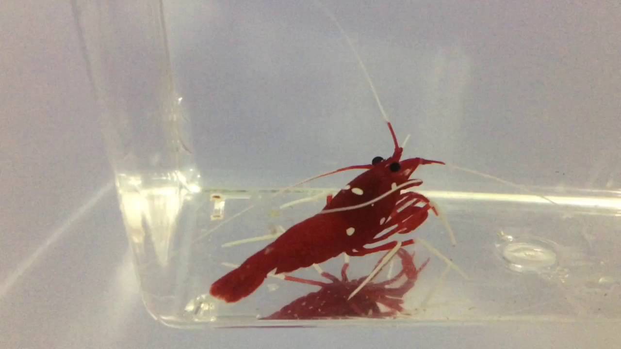 Quarantine and Drip Acclimating Fire Shrimp