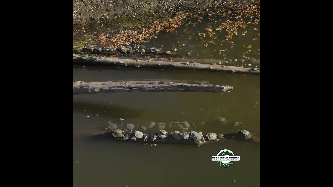Map Turtles Basking #mapturtle #bestbackroad #turtle #naturetherapy #whitehallny #whitehallnewyork