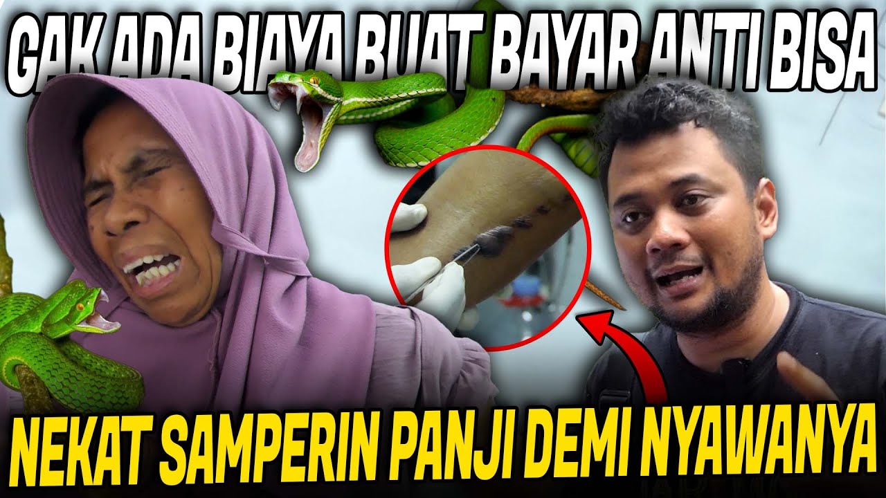 DIGIGIT ULAR VIPER HIJAU EKOR MERAH !! EMAK INI GAK BISA BAYAR SERUM ANTI BISA !!