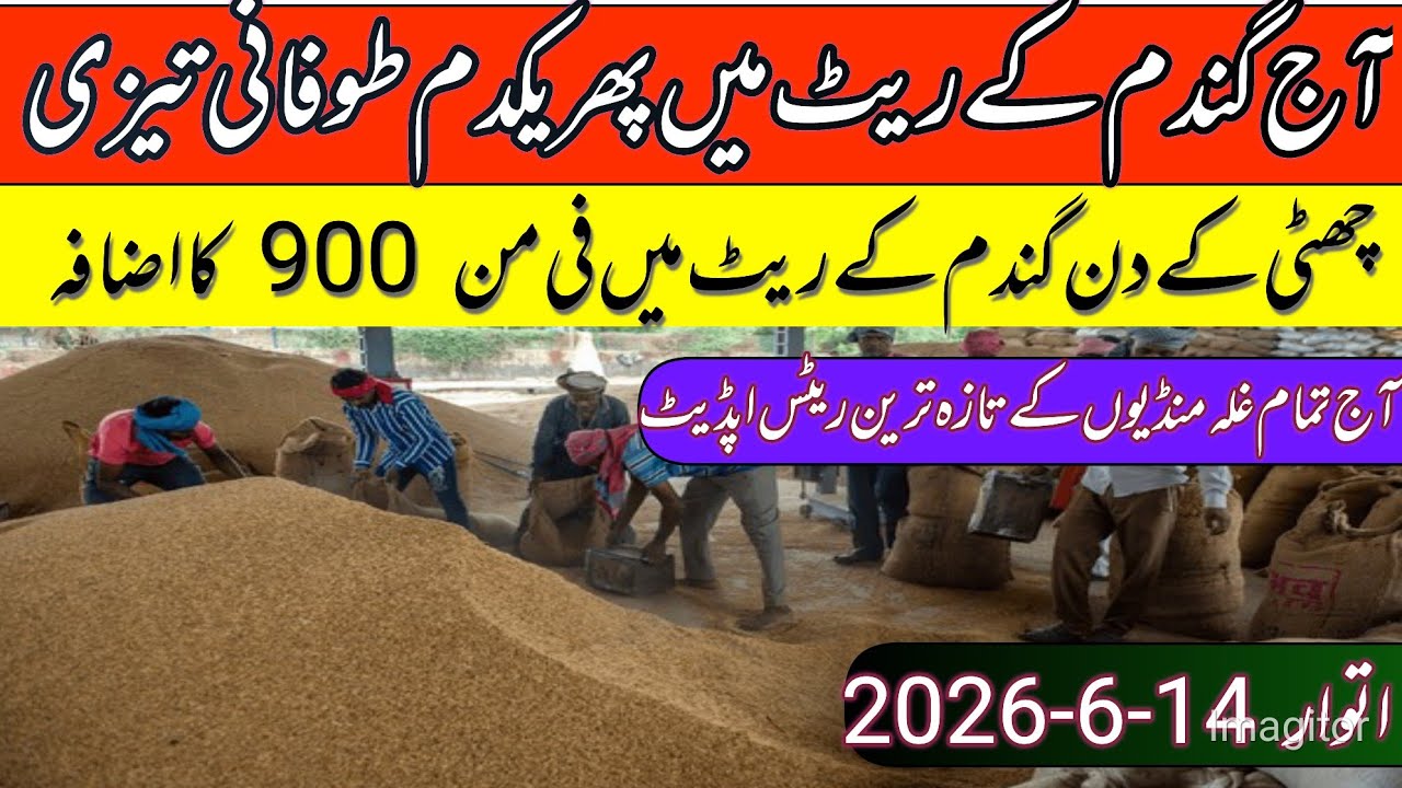 New Gandum Rates Today I| Wheat Price Today ||Gundam kay Rates 2026
