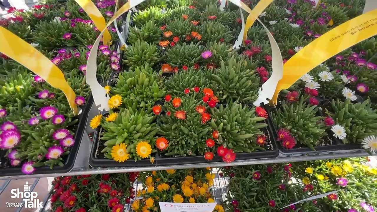 California Spring Trials 2025: Delosperma Solstice and Other 