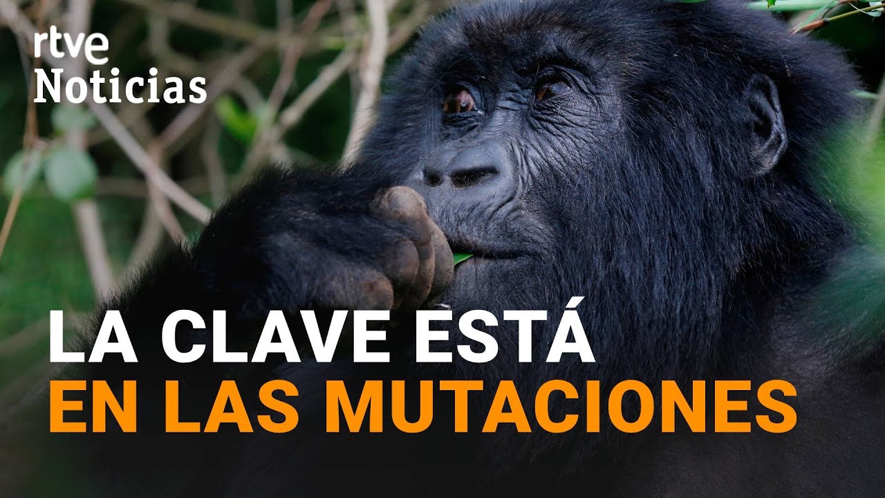 El GENOMA de los PRIMATES puede DETECTAR enfermedades como el C&Aacute;NCER o la DIABETES | RTVE Noticias