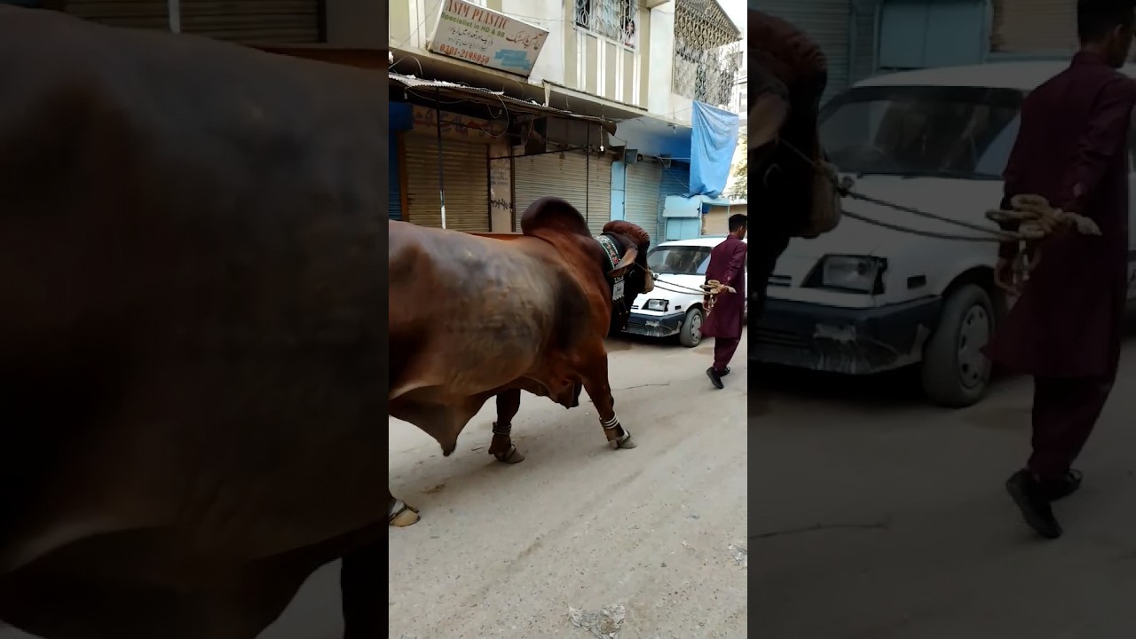 Jamal Cattle Ki Shan - Qurbani Cow - Bakra-Eid 2023 #cow #islam #bakraeid2023 #qurbanistatus #mandi