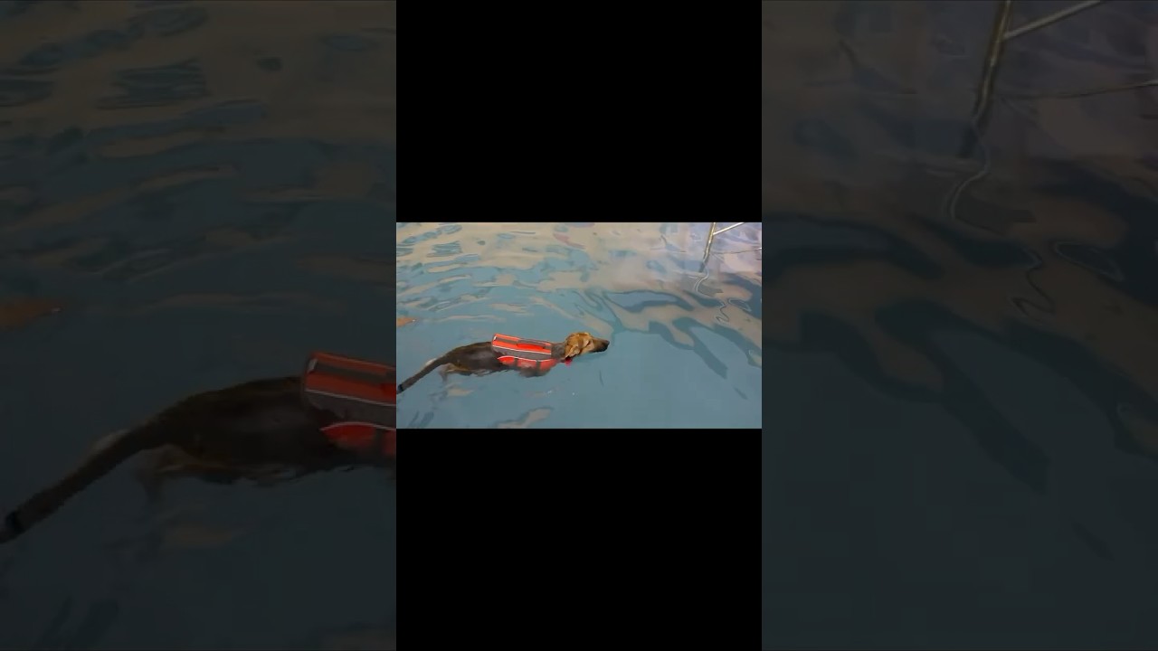 Hydrotherapy for disabled dogs!