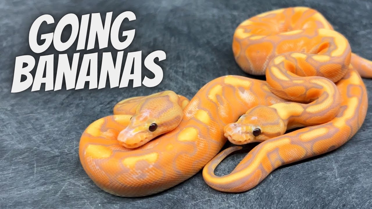 Banana Madness! We Just Made Our Most Orange Snakes Ever