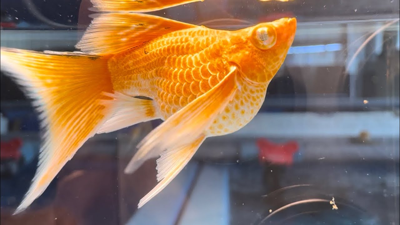 Combo MOLLY - KIẾM - GUPPY thuỷ sinh part 5