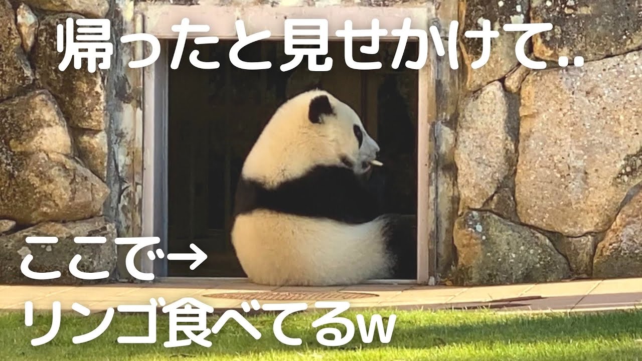 飼育員さんもびっくり😳まだ帰ってないでしゅ劇場😂お尻押されながら帰る子パンダ楓浜🍁