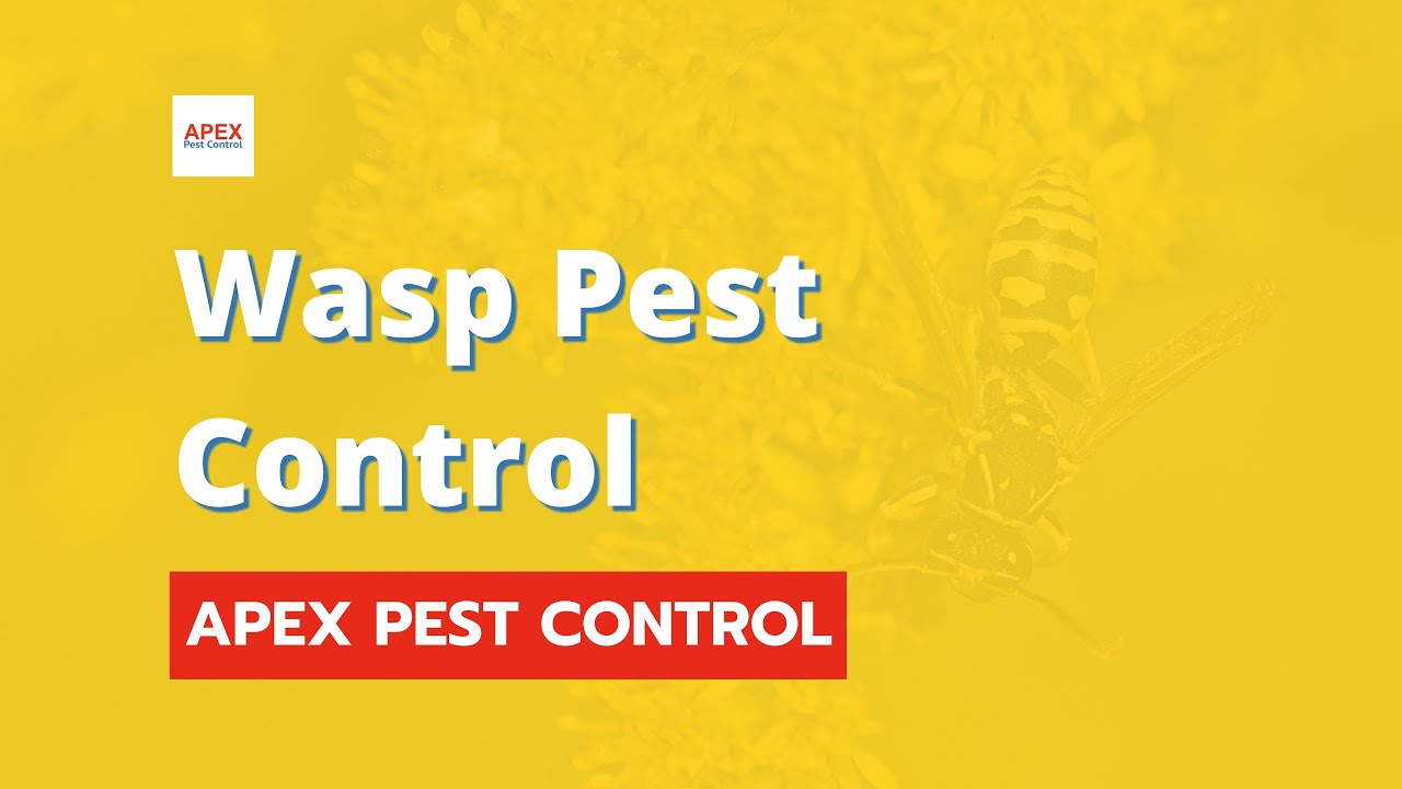 Wasp Pest Control | Comprehensive Solutions for a Safer Home | Apex Pest Control