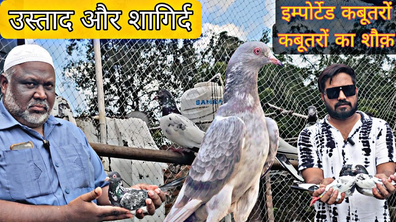 बेहतरीन इम्पोर्टेड कबूतरों का शौक़ । Imported Pigeons Of Sameer Bhai