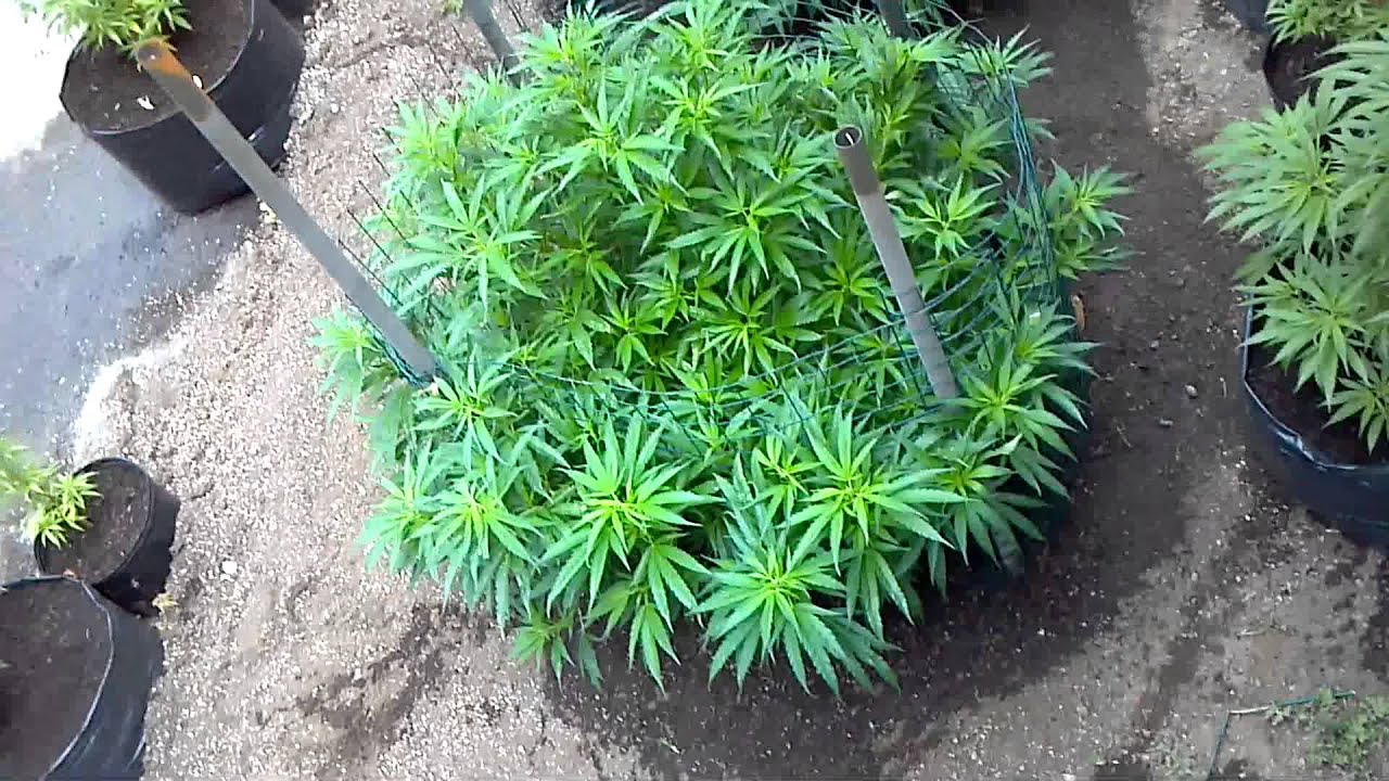 Green crack outdoor prop 215 medical grow