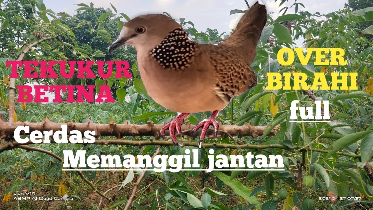 Suara panggilan Derok/ Tekukur / Derkuku betina over birahi