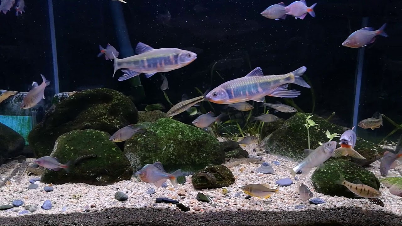 Pale Chub and other Chinese native fish