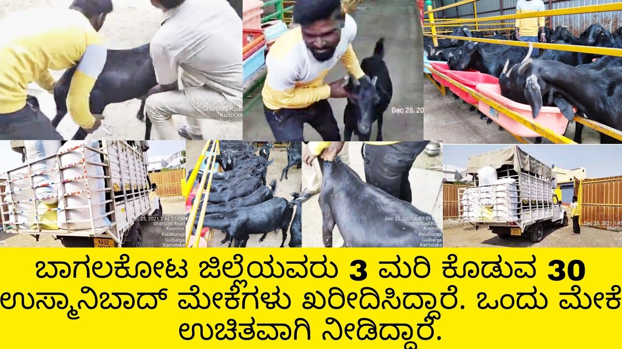 karnataka goat farm specialist & expert in usmanibad goats | heavy weight |  hygienic goats availabl