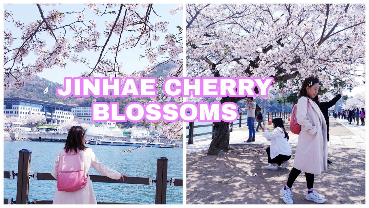 JINHAE CHERRY BLOSSOMS  FESTIVAL 2019
