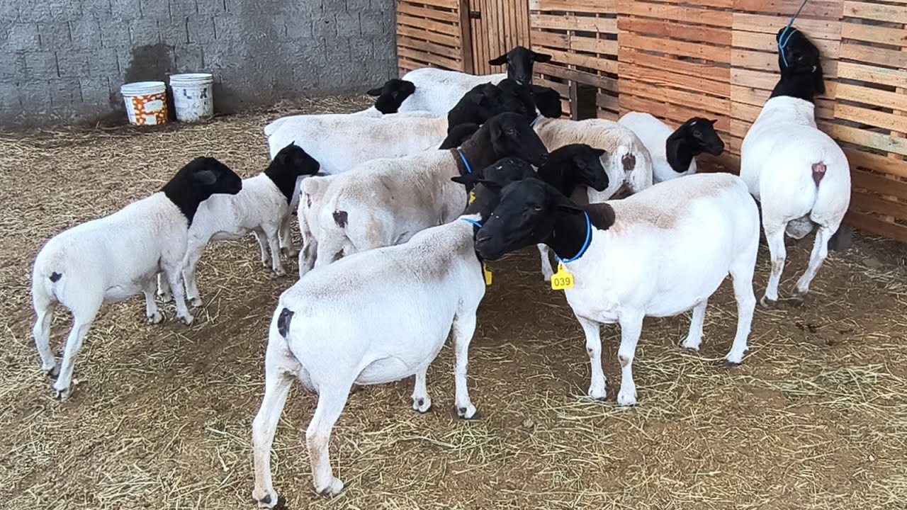 CRIAÇÃO DE OVINOS DORPER EM CAMPINA GRANDE-PB, CHEGOU OQUE FALTAVA NO REBANHO MV 