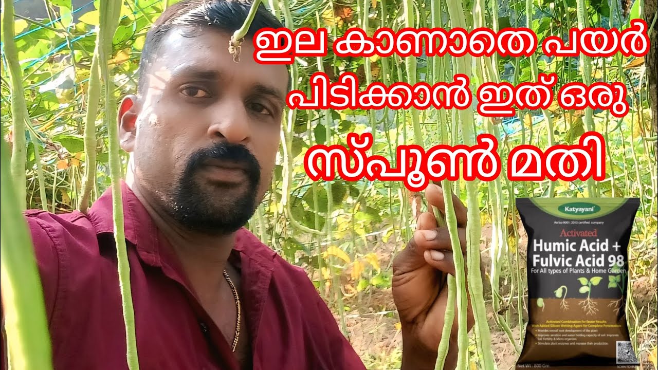 ഇതൊരു സ്പൂൺ മതി ഇല കാണാതെ പയർ കായ്ക്കാൻ