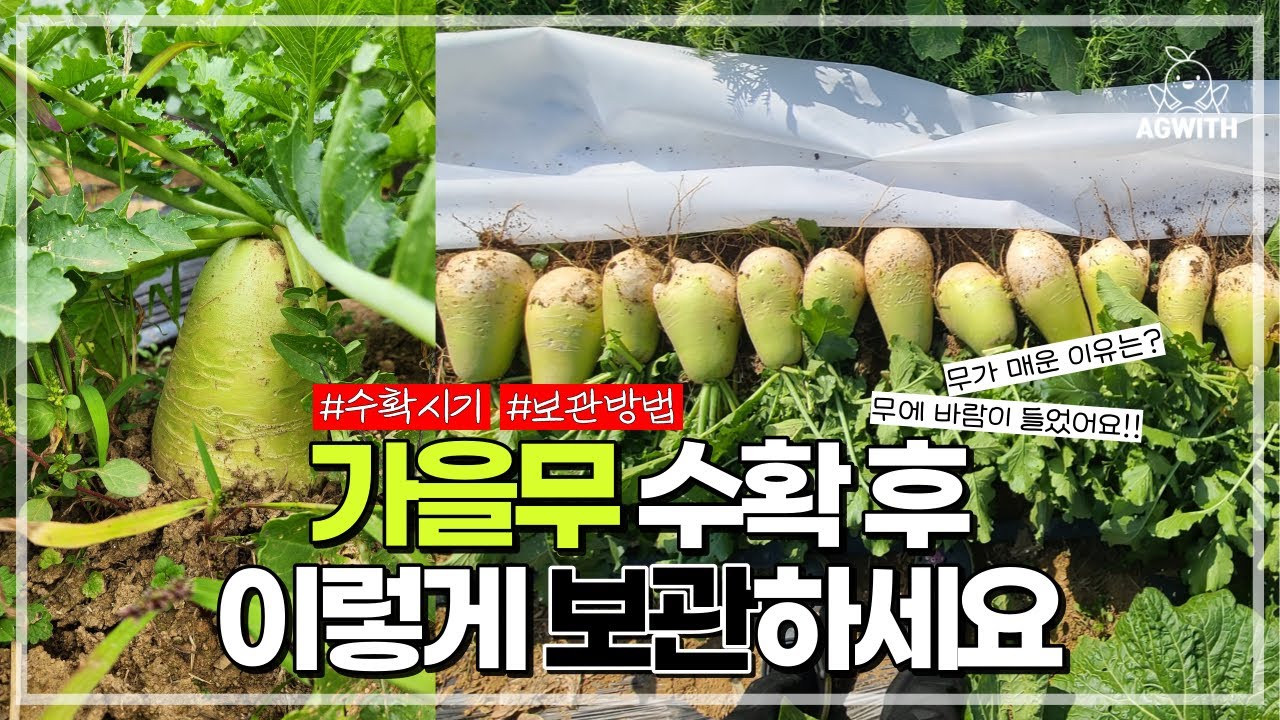 가을(김장)무는 이렇게 보관하세요 / 바람든 무 / 무가 매운 이유🔥