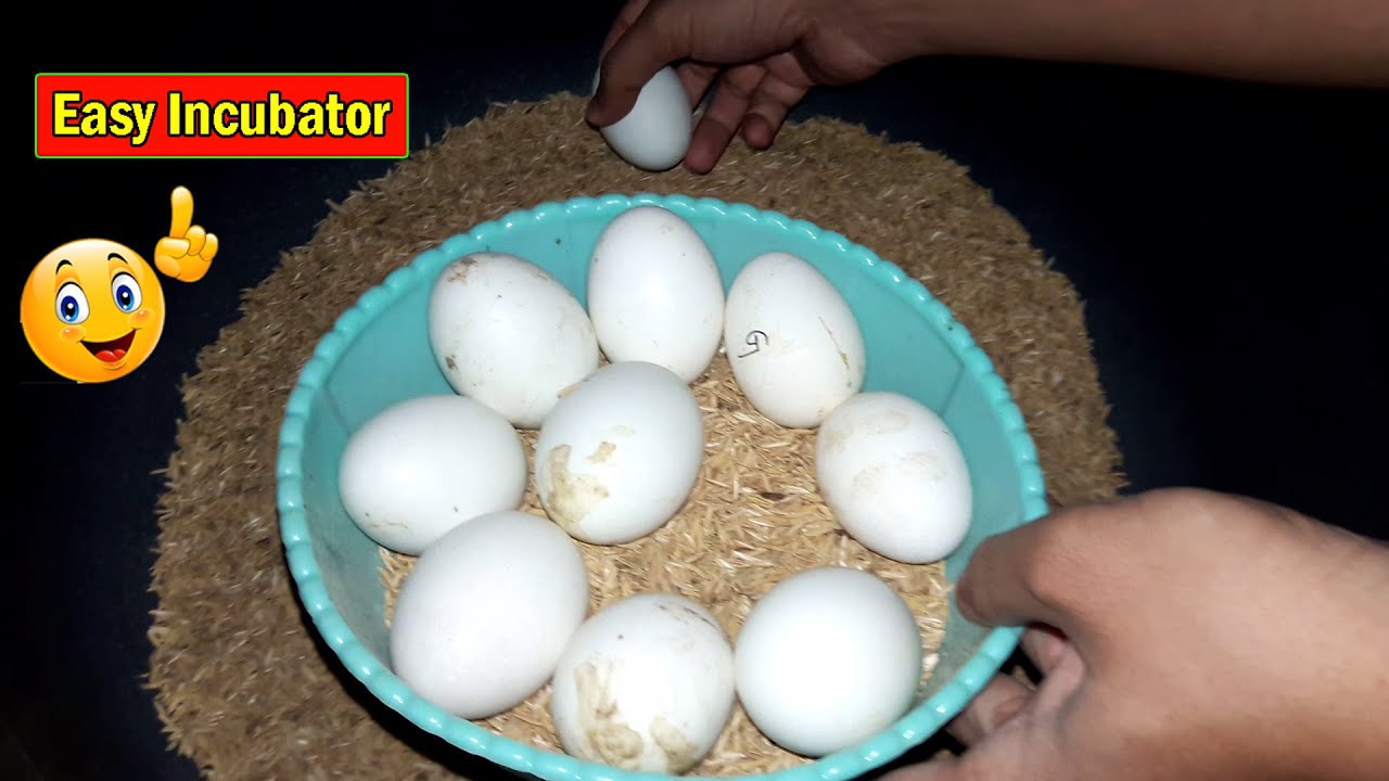 BEST INCUBATOR FOR DUCK EGGS | PLASTIC CONTAINER INCUBATOR | HATCHING DUCK EGGS | DIY-YOUCANDOTHIS