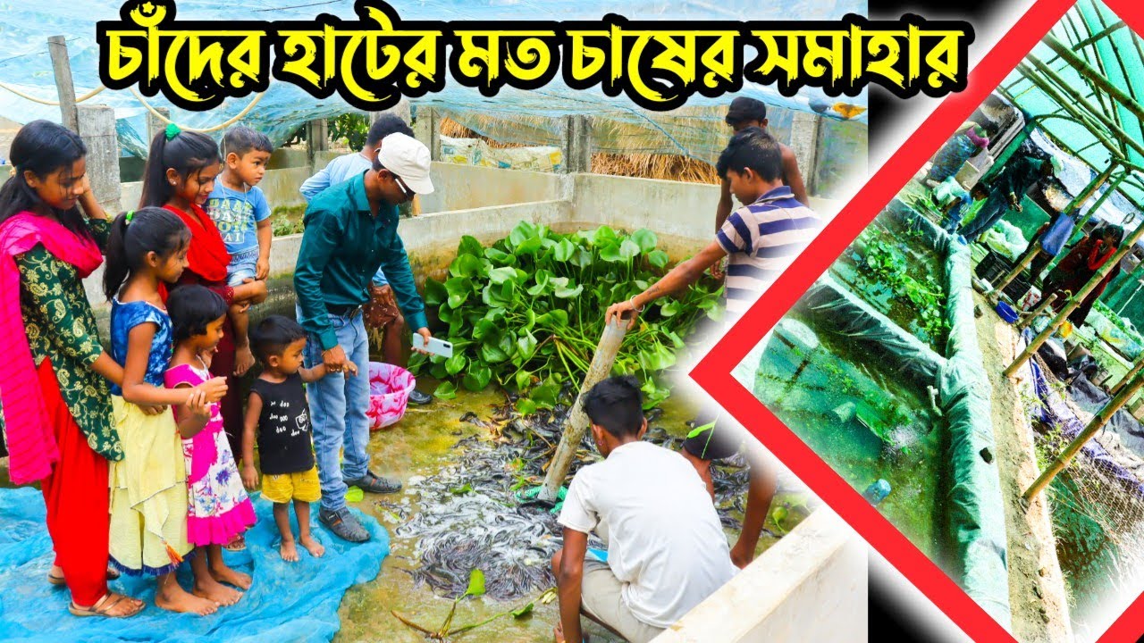 পুরো পরিবারের সহযোগিতায় স্বপনদার ছোট্ট সেটআপটি এখন নতুন সাজে // কম খরচে সহজে আগে যাওয়া