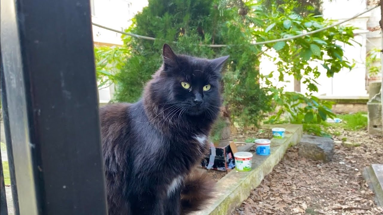 A cute black cat living on the street. This cat is very beautiful.