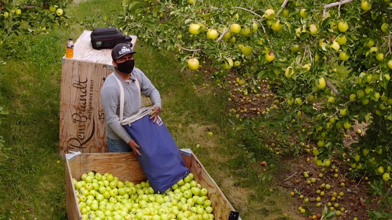 El Trabajo que muchos Realizan en E.U Cada Septiembre🇺🇸#washingtonstate #fruit #farming 
