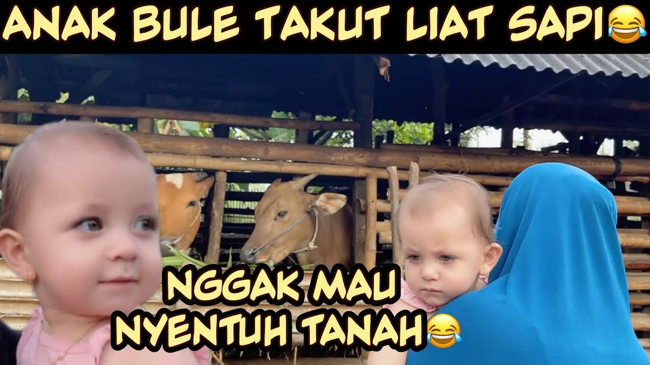 SUASANA PAGI HARI DI KAMPUNG HALAMAN || ANAK BULE SUKA LIAT SAPI😅
