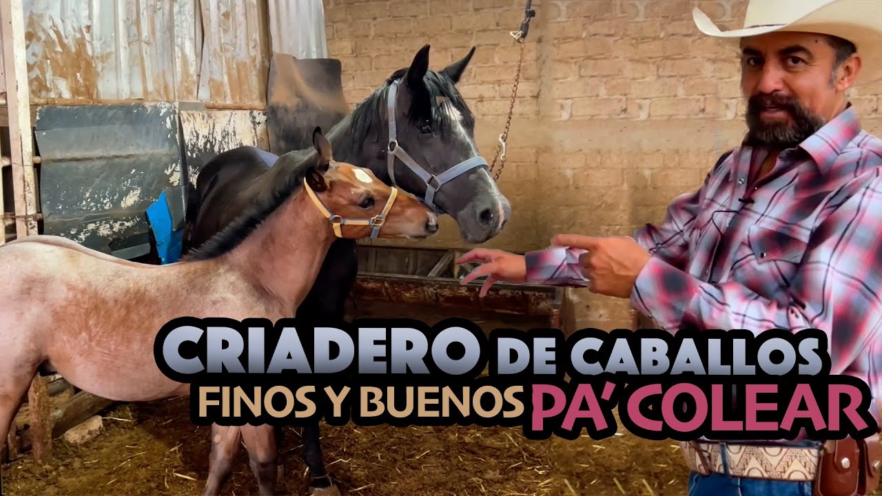 ¿LE GUSTAN LOS CABALLOS? aquí hay muchos y muy buenos
