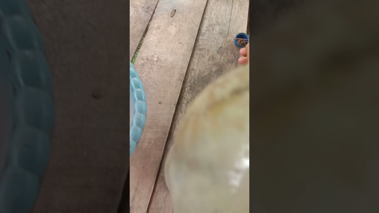 unboxing kuburan masal, jngan di tonton kalau g kuat