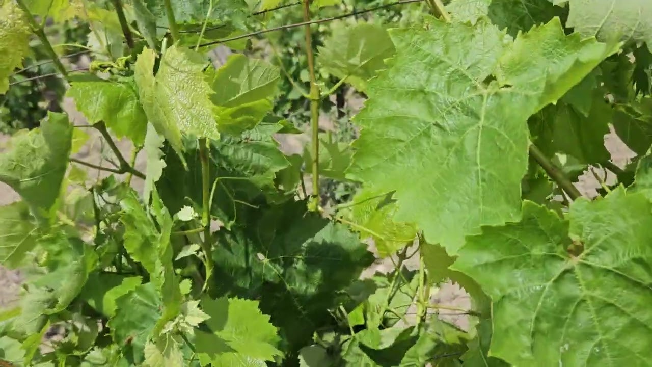 Emergenza peronospora della vite in Sicilia : Trattare immediatamente!!!